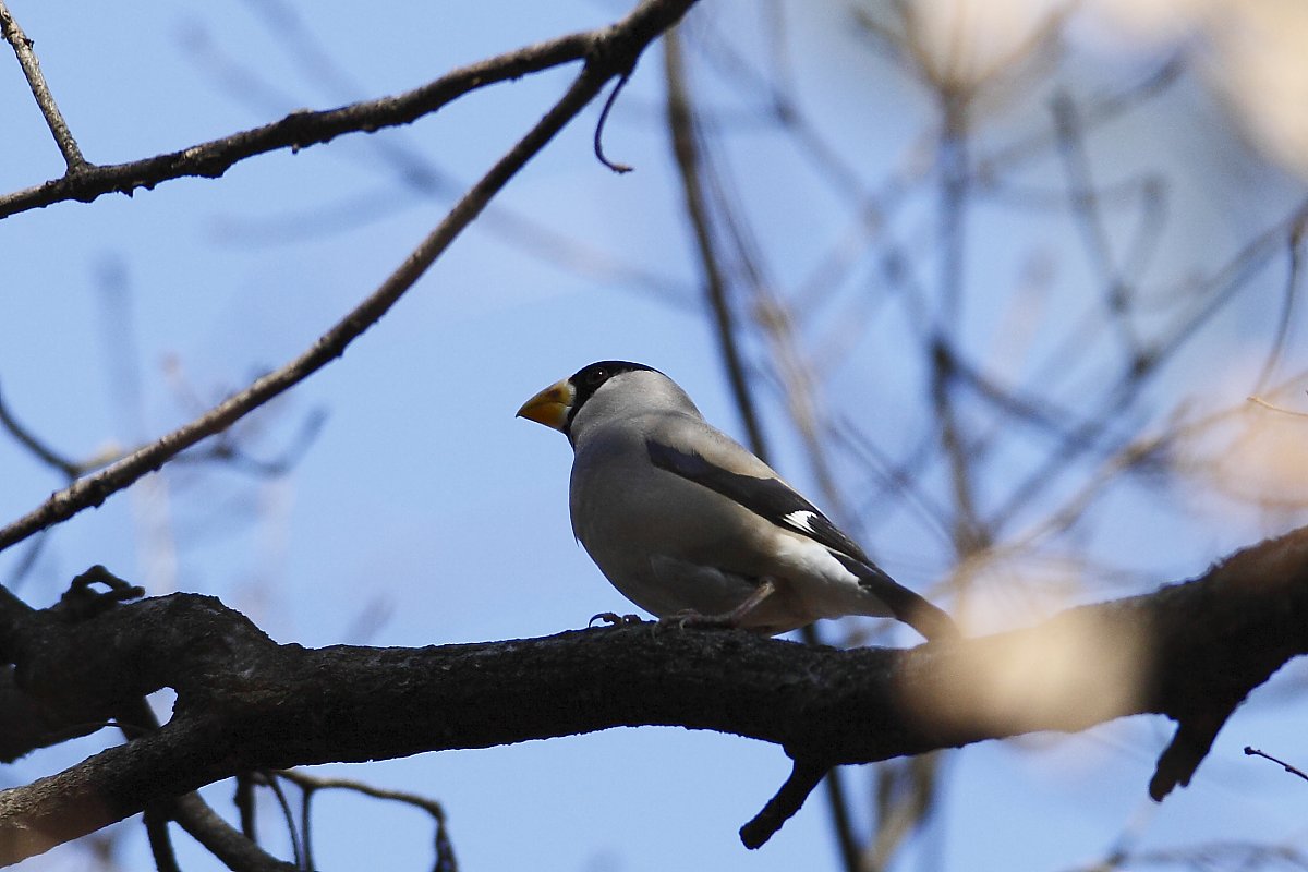 ��̕���