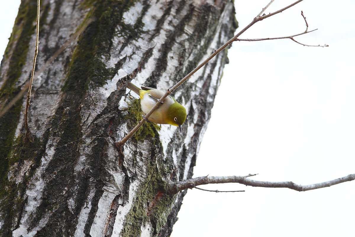 ��̕���