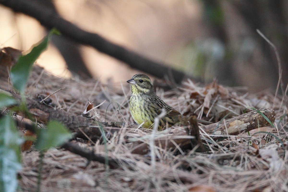 ��̕���