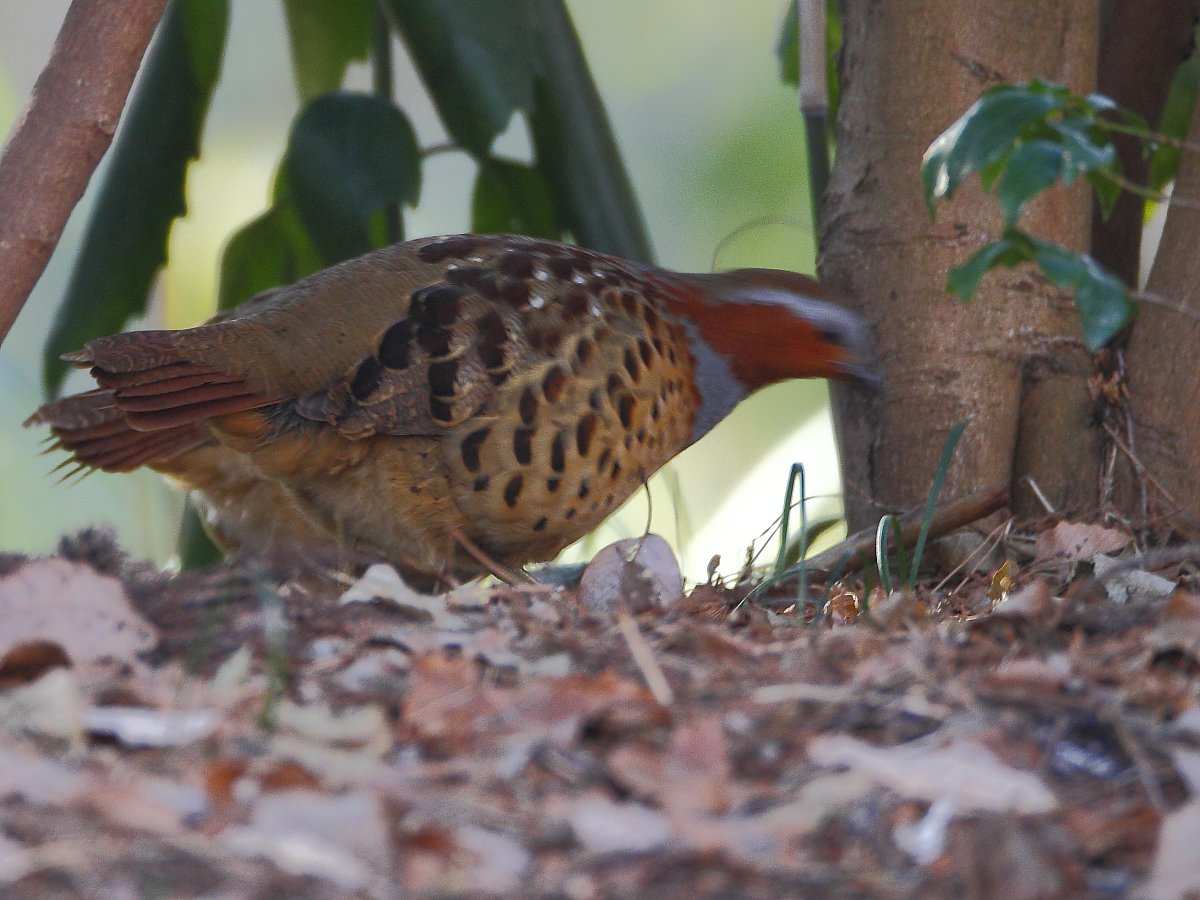 ��̕���