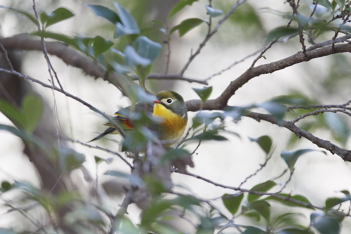 ��̕���