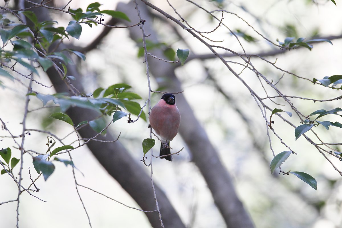 ��̕���