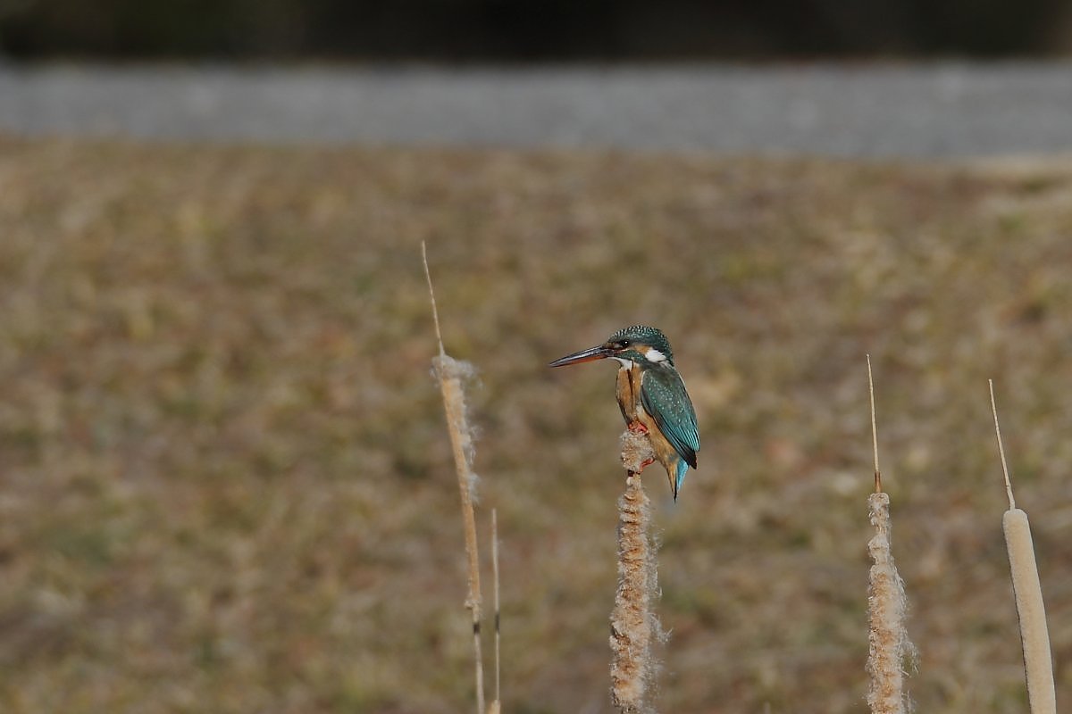 ��̕���