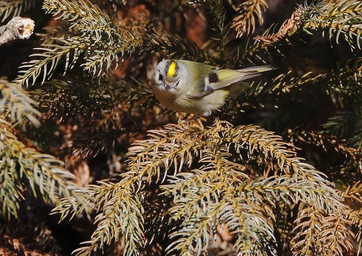 ��̕���