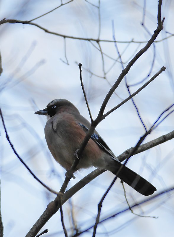 ��̕���