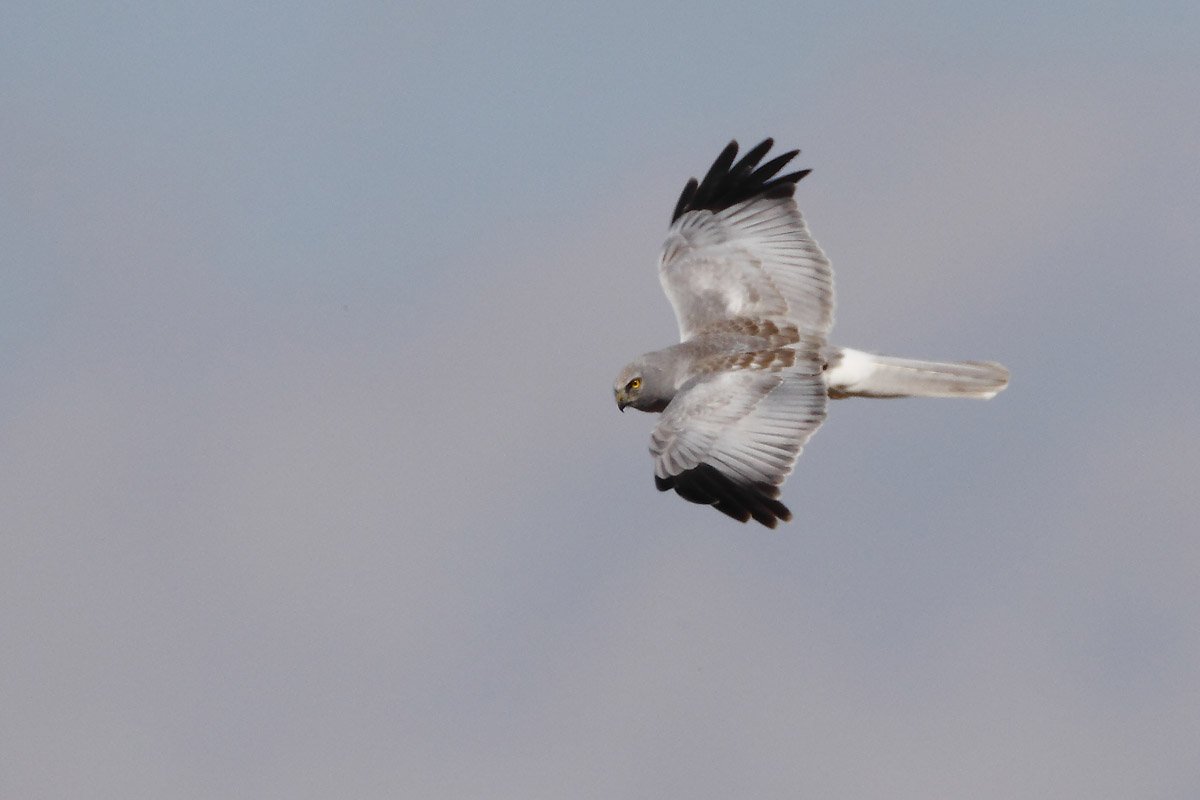 ��̕���