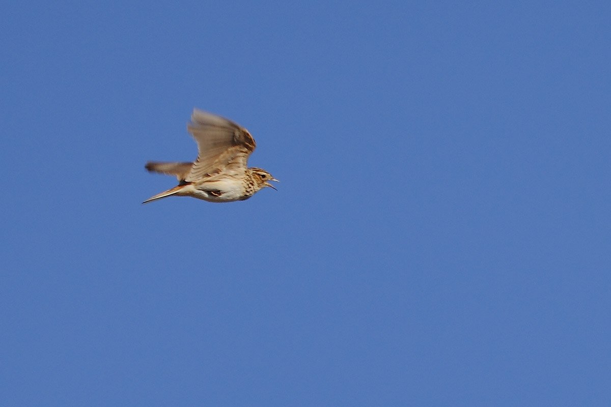 ��̕���