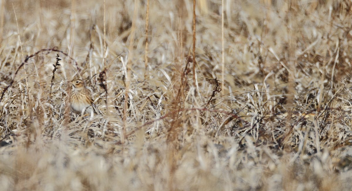 ��̕���