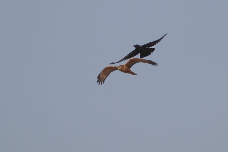 ��̕���