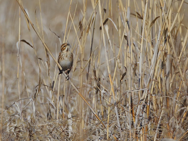 ��̕���