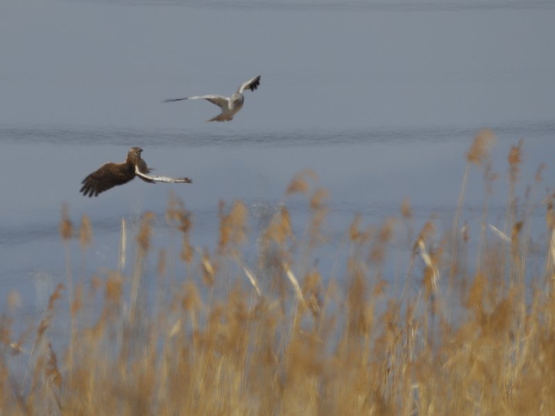 ��̕���