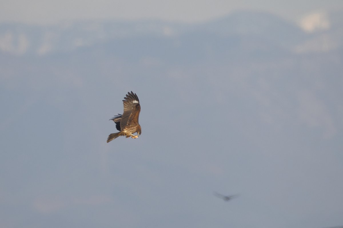 ��̕���