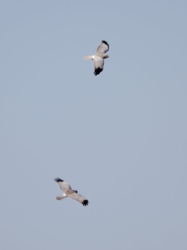 ��̕���