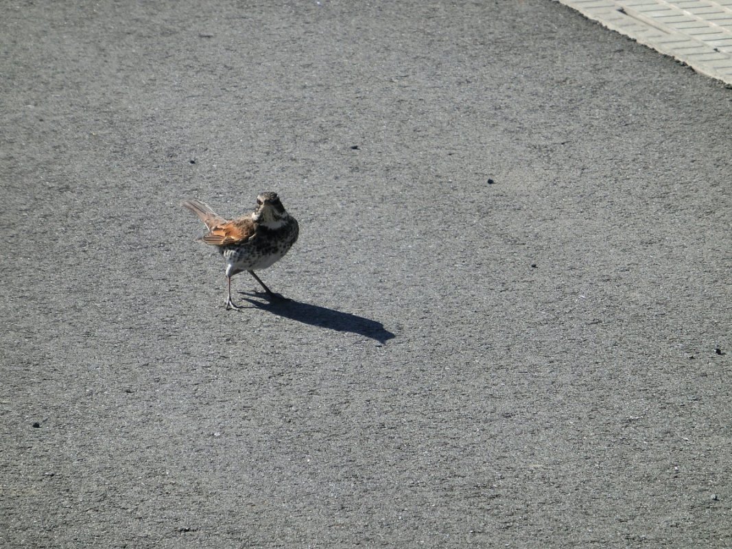 ��̕���