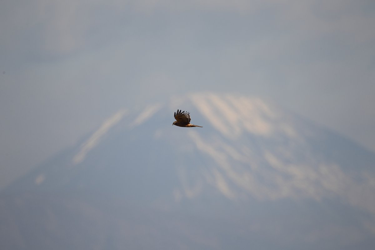 ��̕���