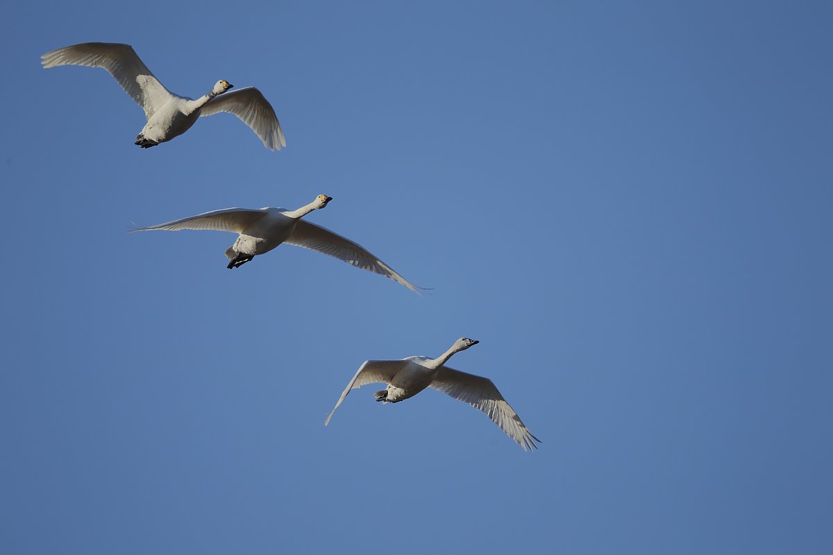 ��̕���