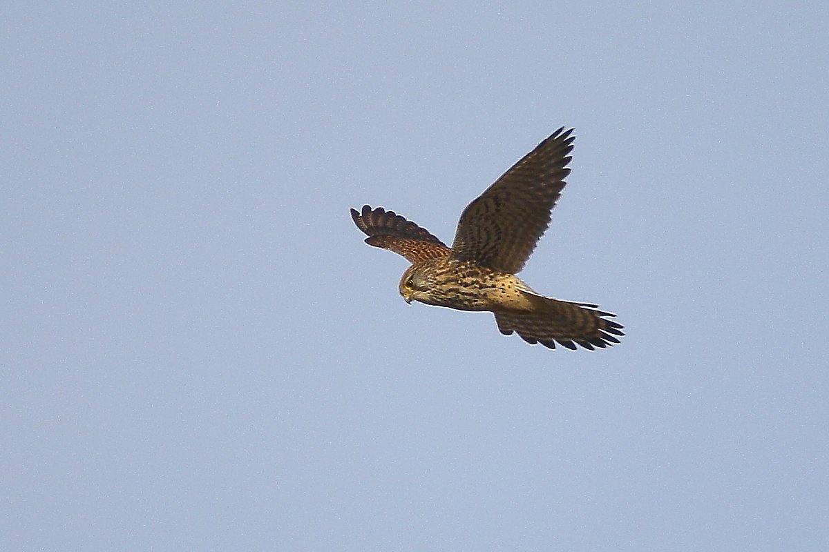 ��̕���