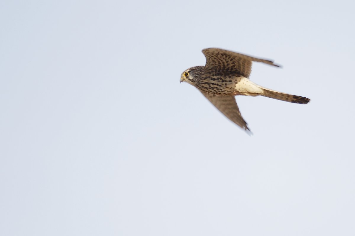 ��̕���