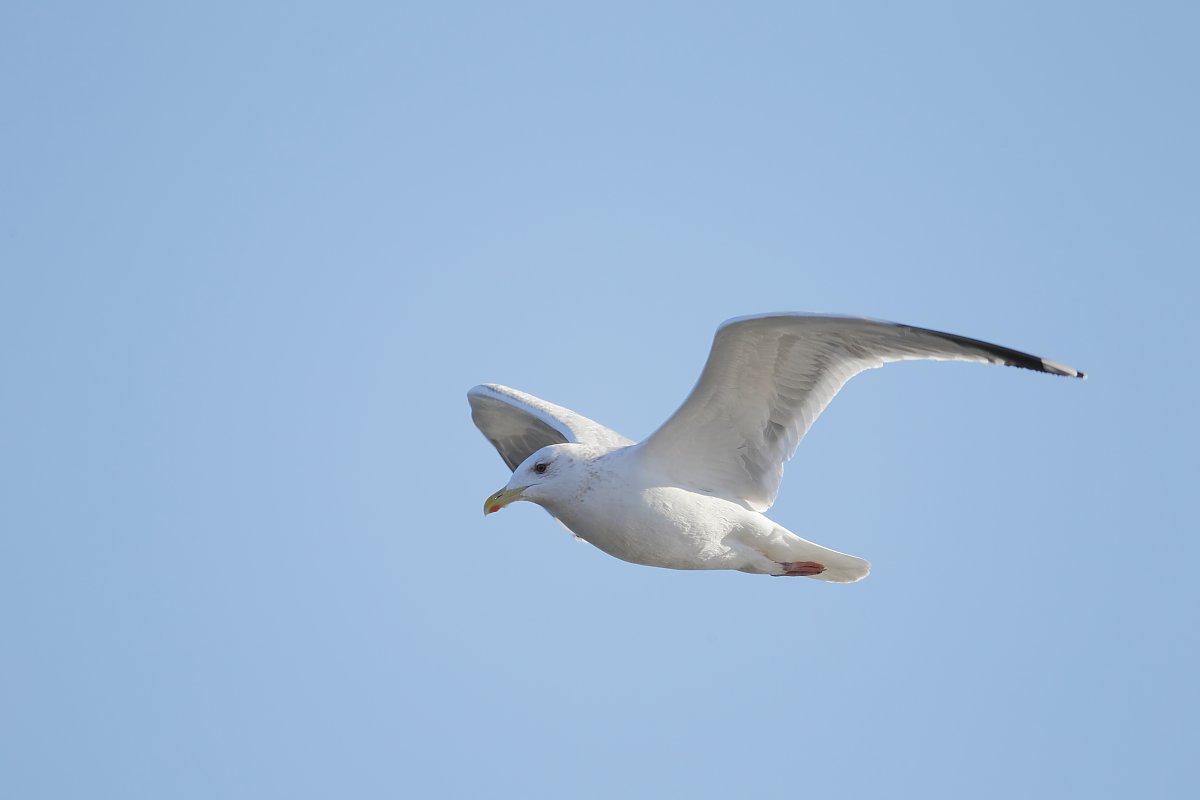 ��̕���