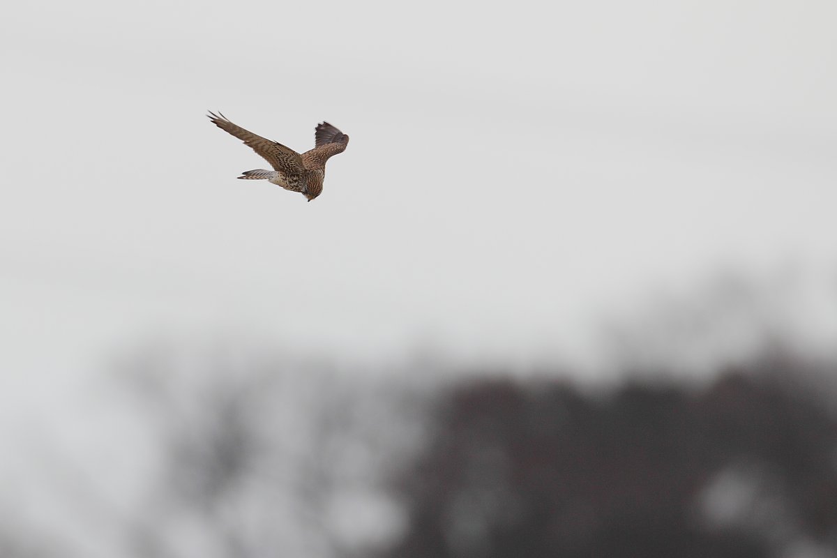 ��̕���