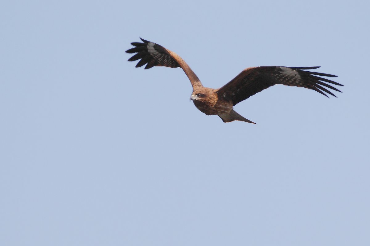 ��̕���