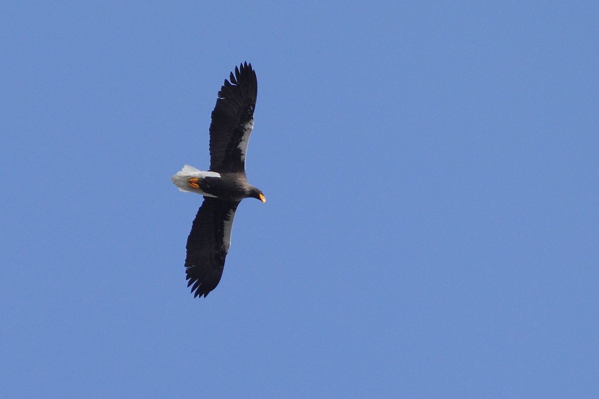 ��̕���