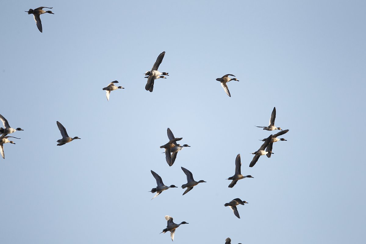 ��̕���