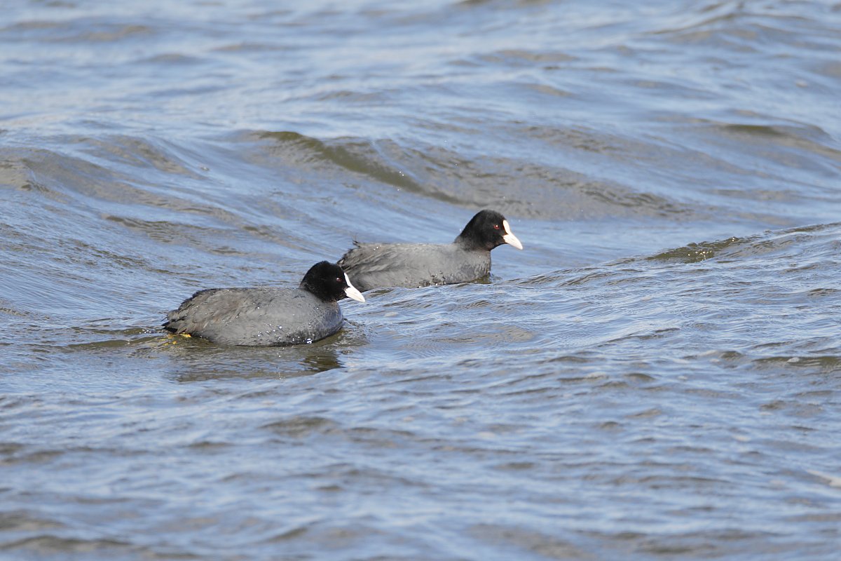 ��̕���