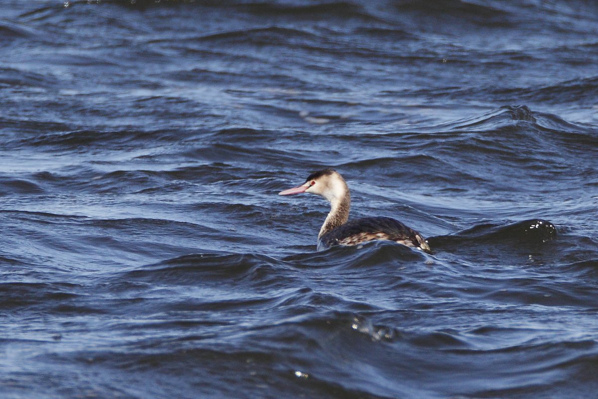 ��̕���