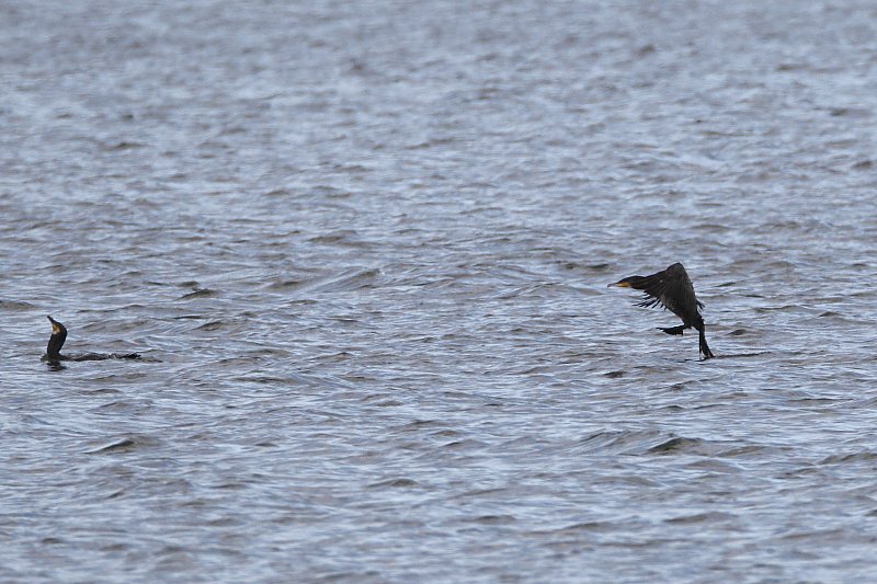 ��̕���