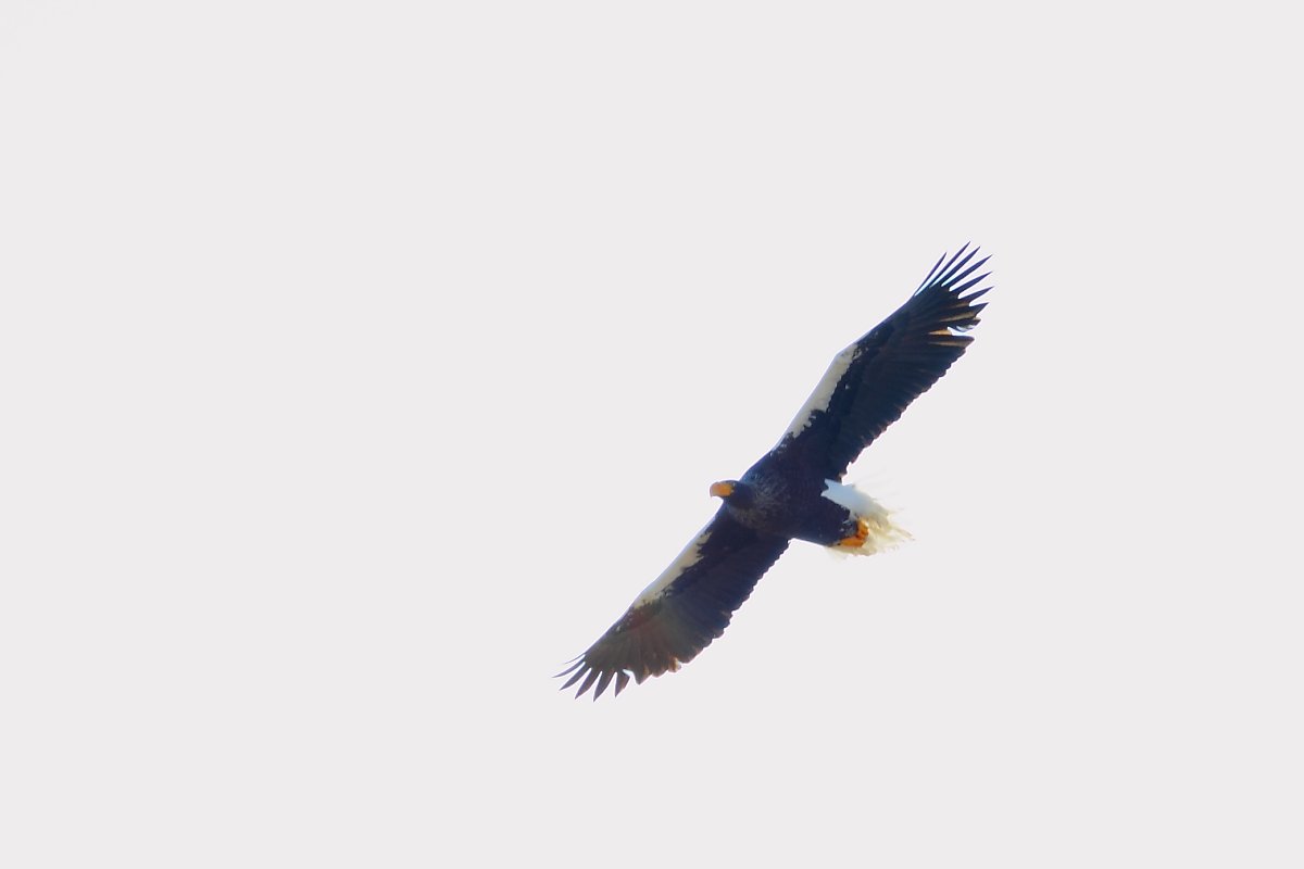 ��̕���