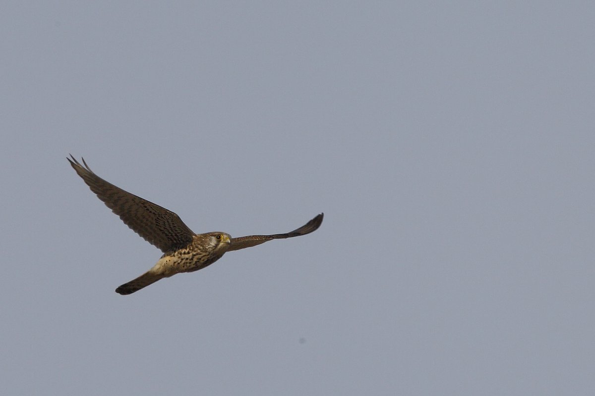 ��̕���