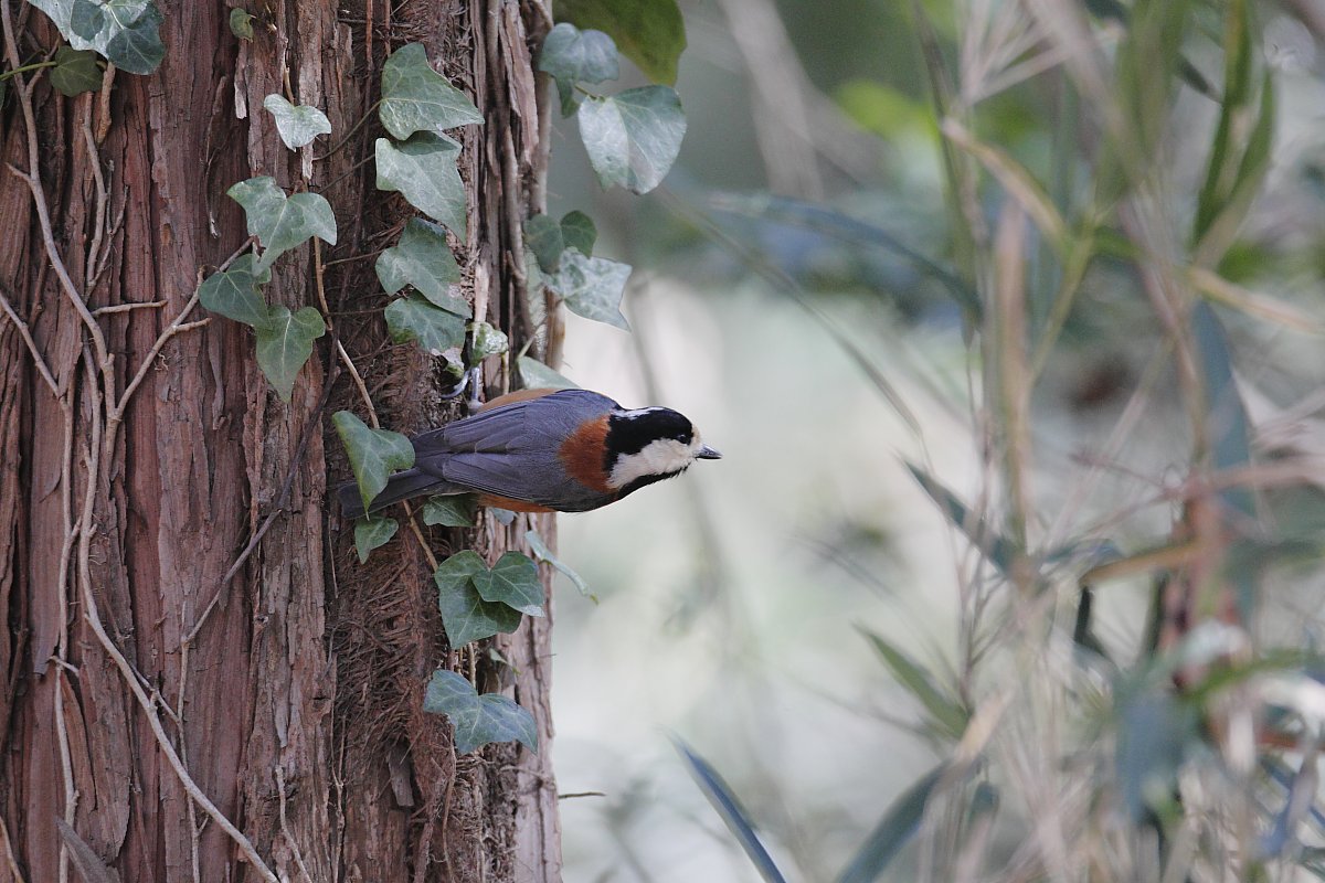 ��̕���