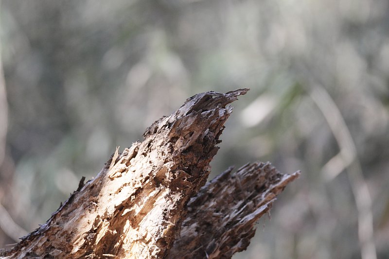 ��̕���