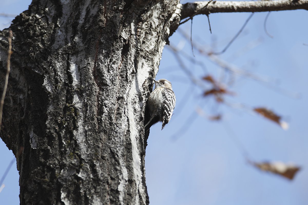 ��̕���