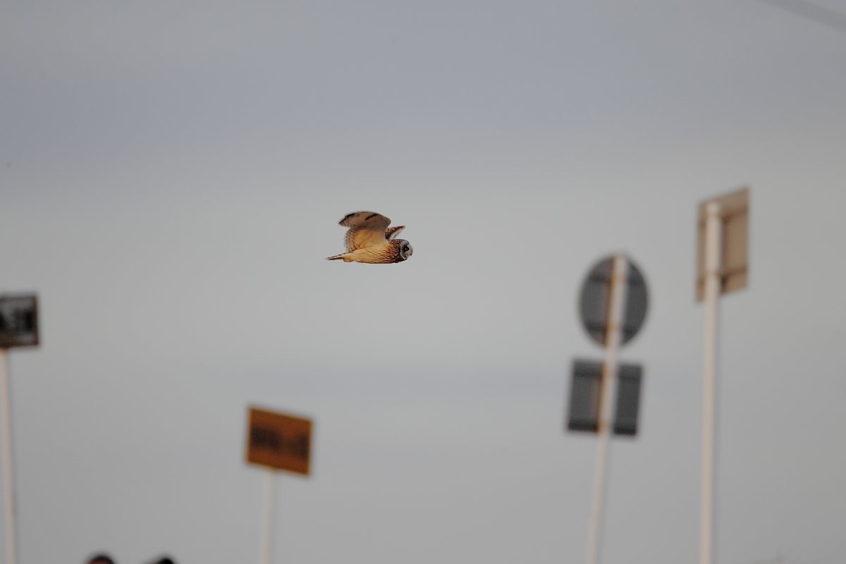 ��̕���