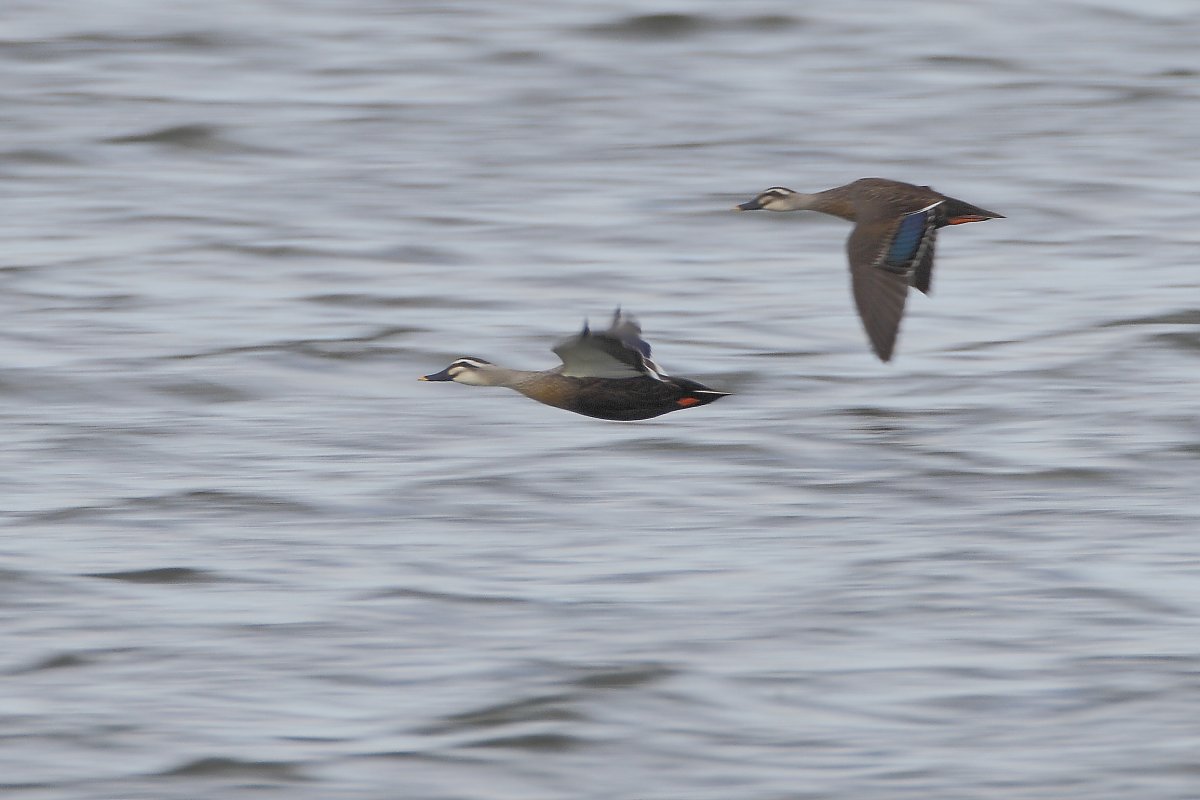 ��̕���