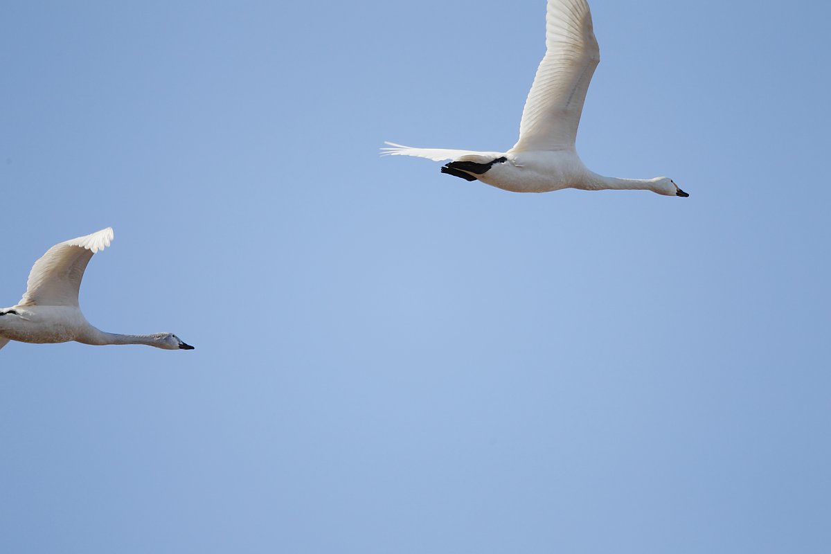 ��̕���