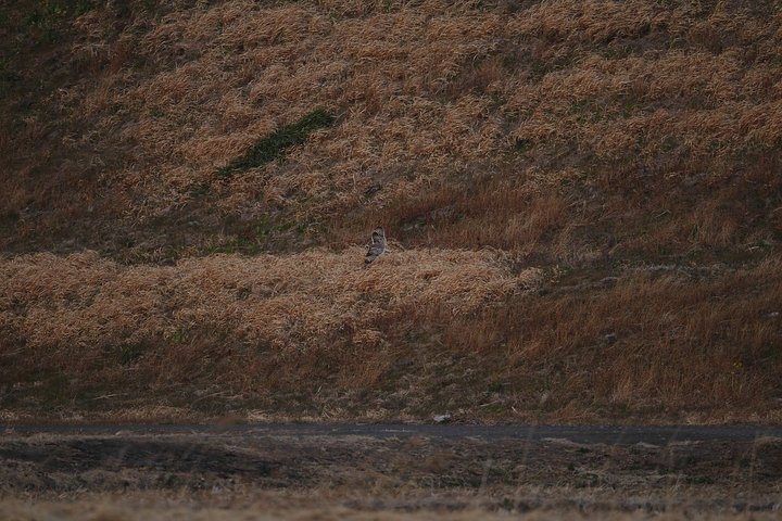 ��̕���