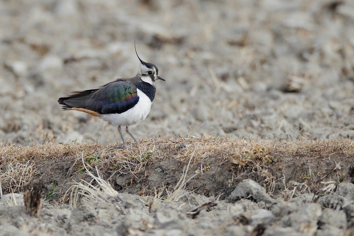 ��̕���