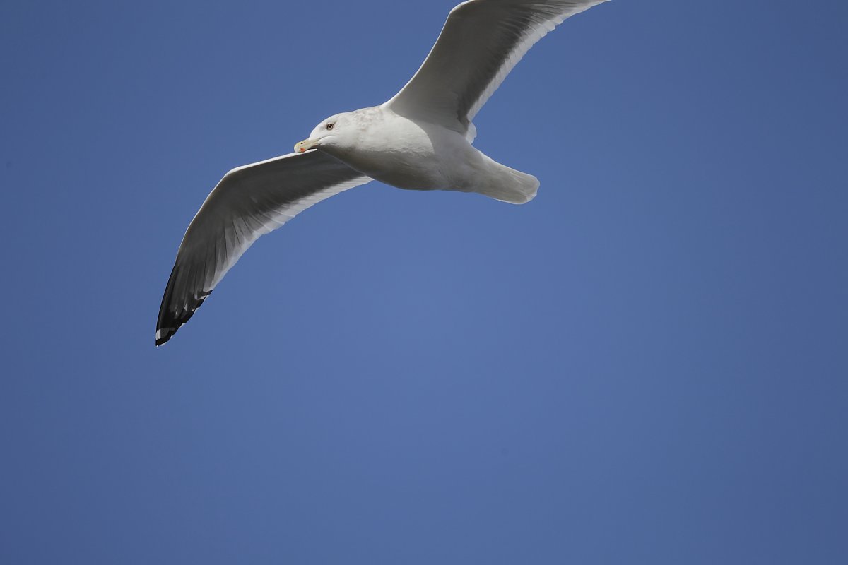 ��̕���