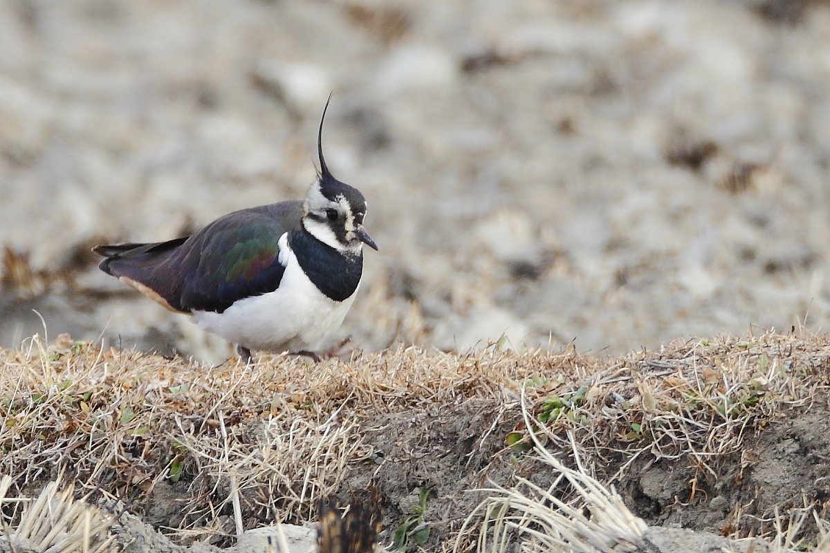 ��̕���