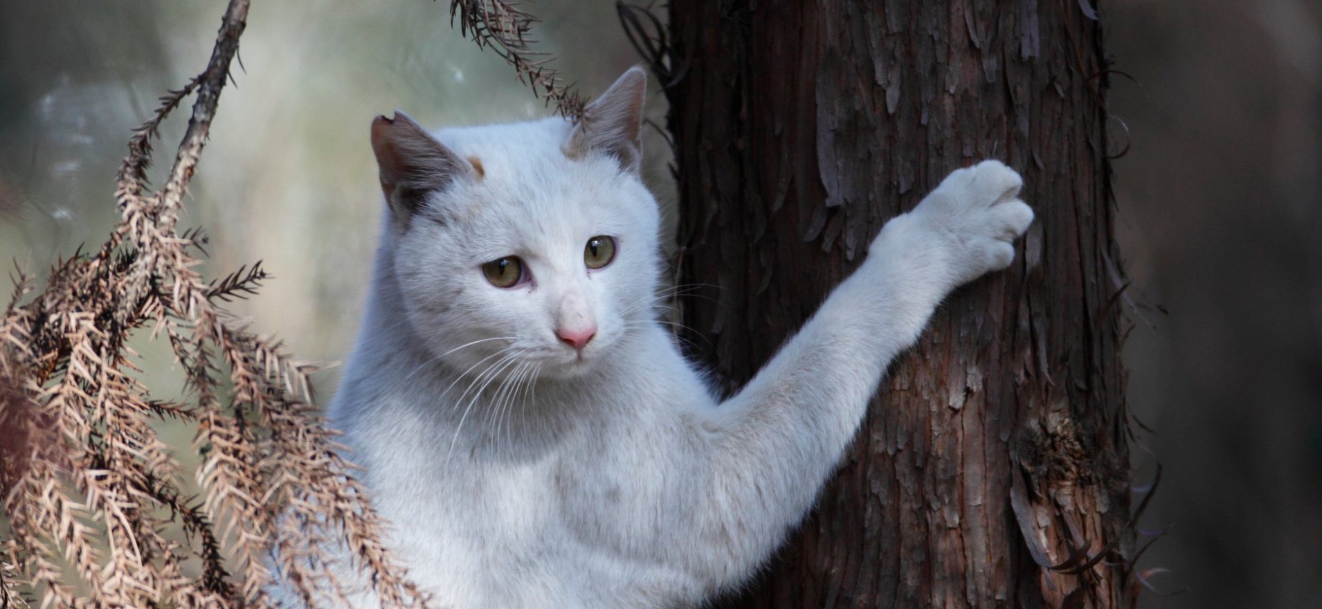 ��̕���