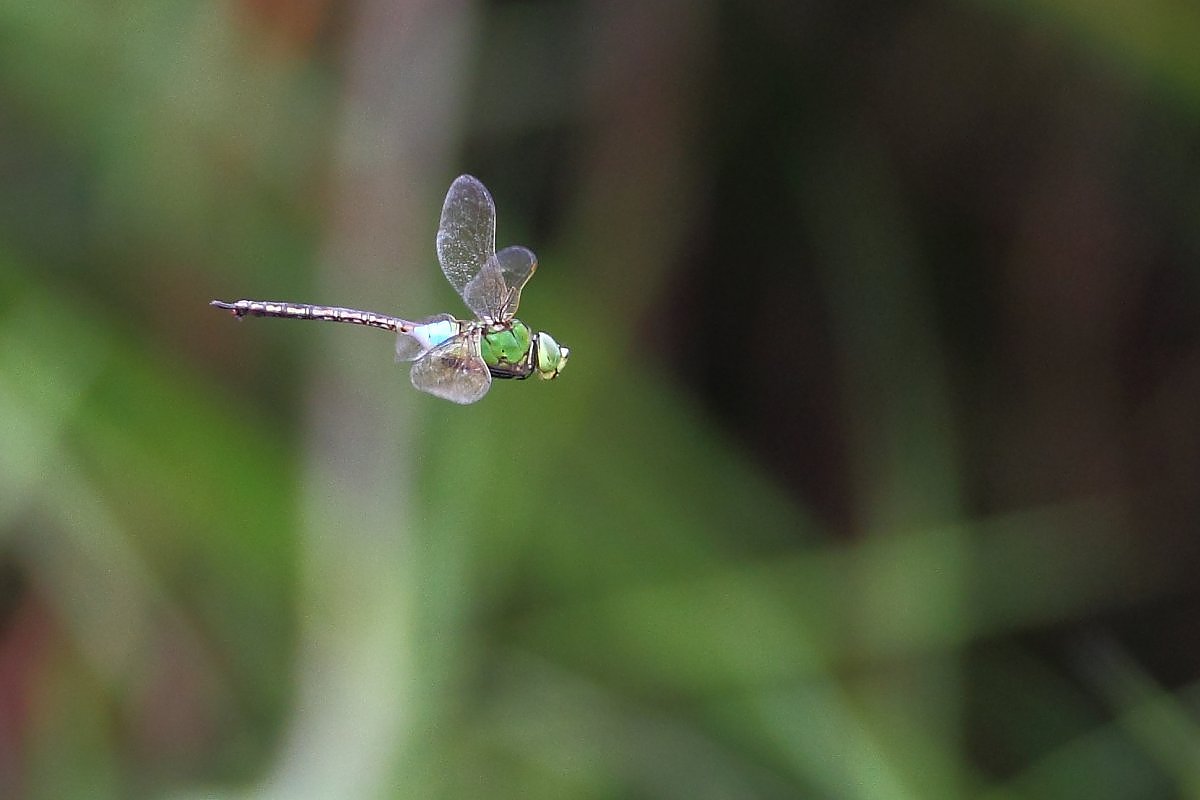 ��̕���