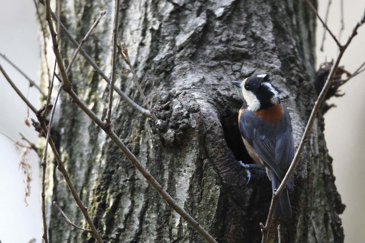 ��̕���