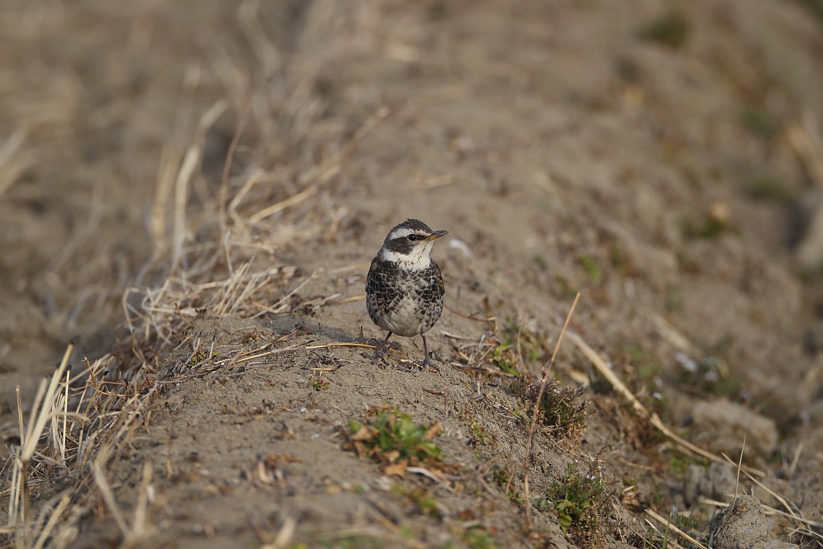 ��̕���