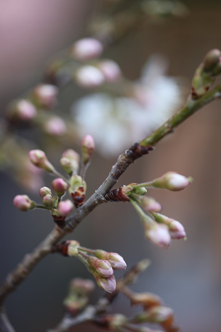 ��̕���