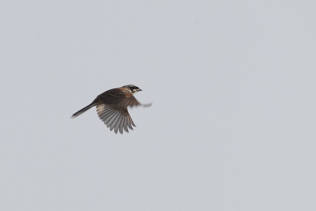 ��̕���