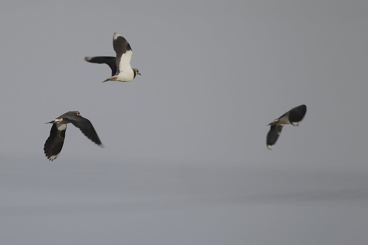 ��̕���