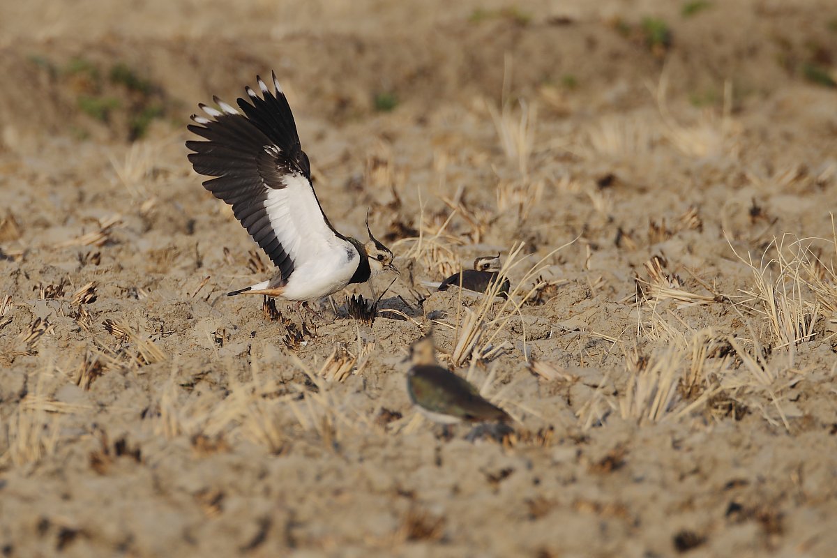 ��̕���